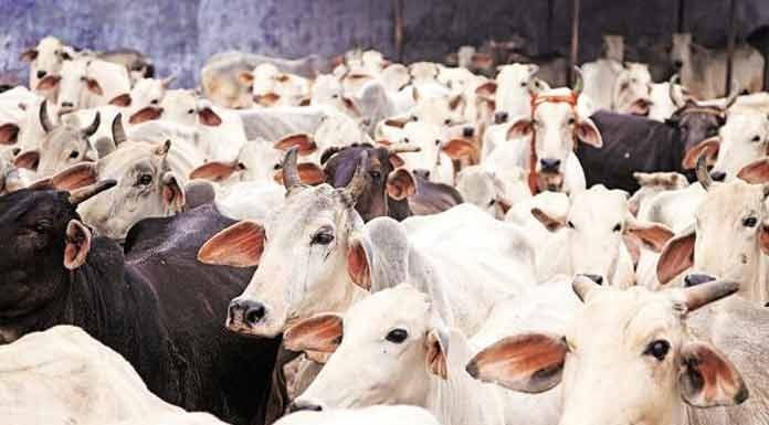 Inspired from the importance of cow in Indian life, the journalist of tomorrow coming out of Makhanlal Chaturvedi National University of Journalism and Communication will have the experience of sharing space with the cow. (Photo/Agency)