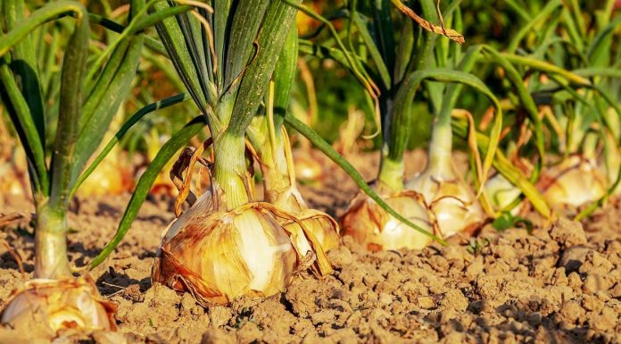 Onion is a perishable commodity